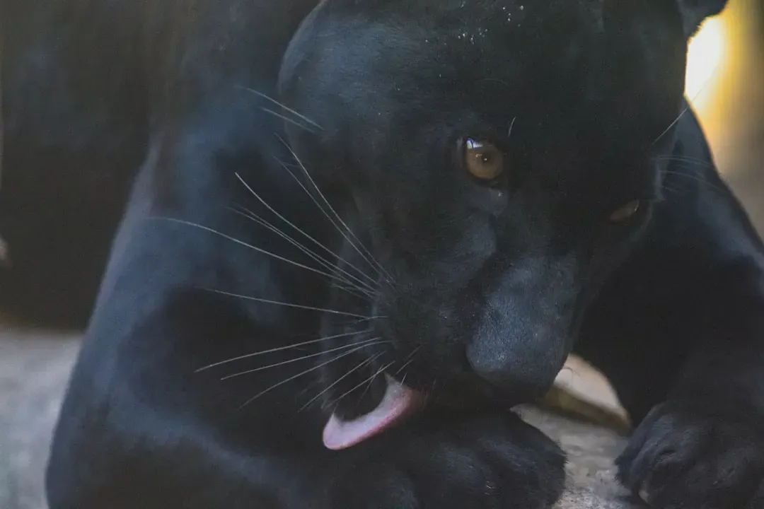 New Eyes in the Dark: Technology Redefines the Black Panther (Image Credits: Unsplash)