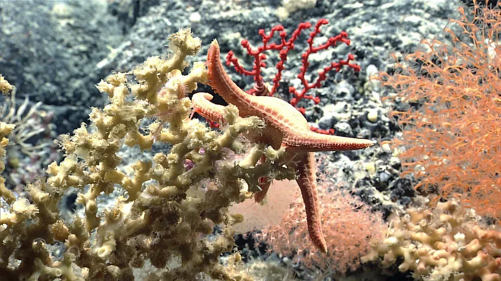 Sea Stars Thriving in Volcanic Hell (Image Credits: Flickr)
