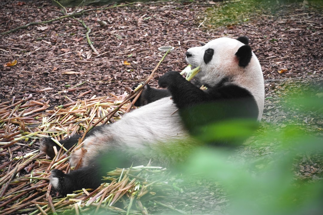 The Panda - ISFP (The Adventurer) (Image Credits: Unsplash)