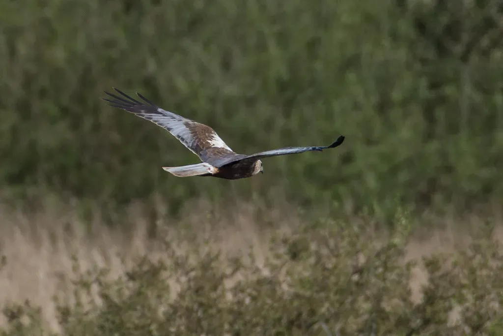 Conclusion: What These Comebacks Say About Us (keith.gallie, Flickr, CC BY-SA 2.0)