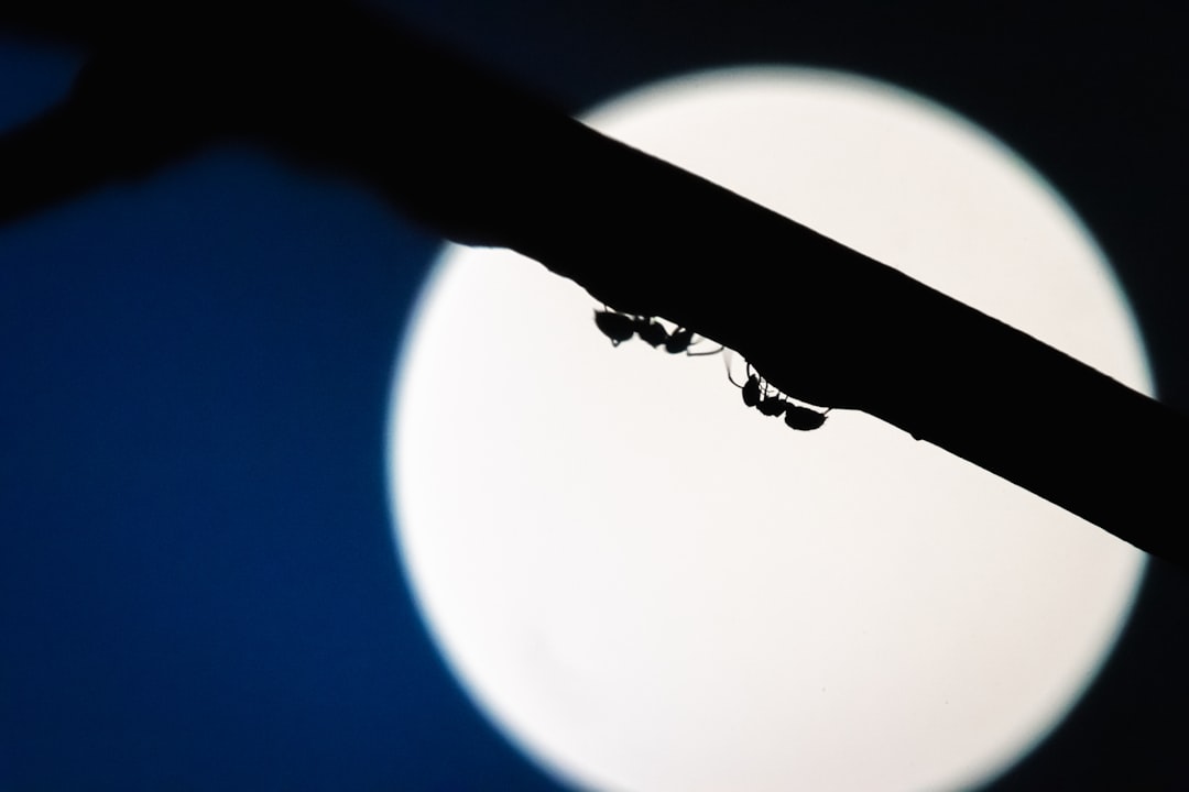The Hidden Clues (Image Credits: Unsplash)