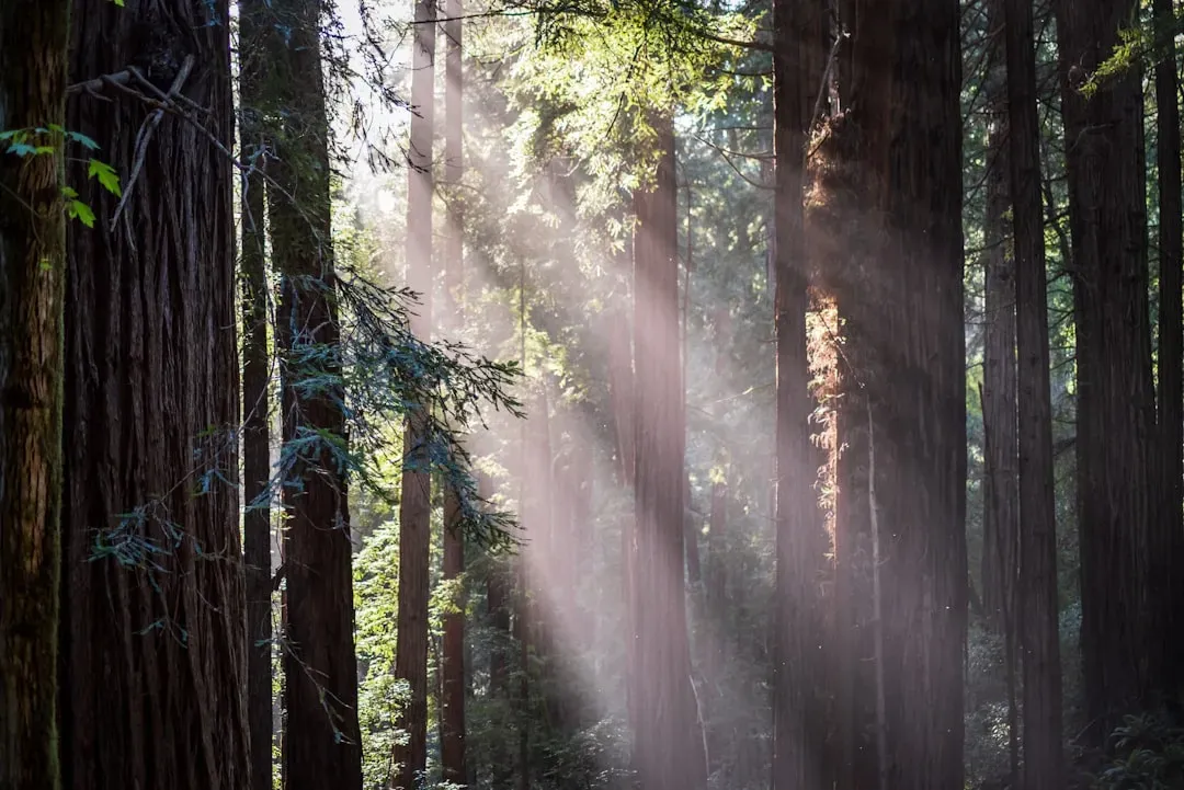 Mother Trees and the Power of Forest Hubs (Image Credits: Unsplash)