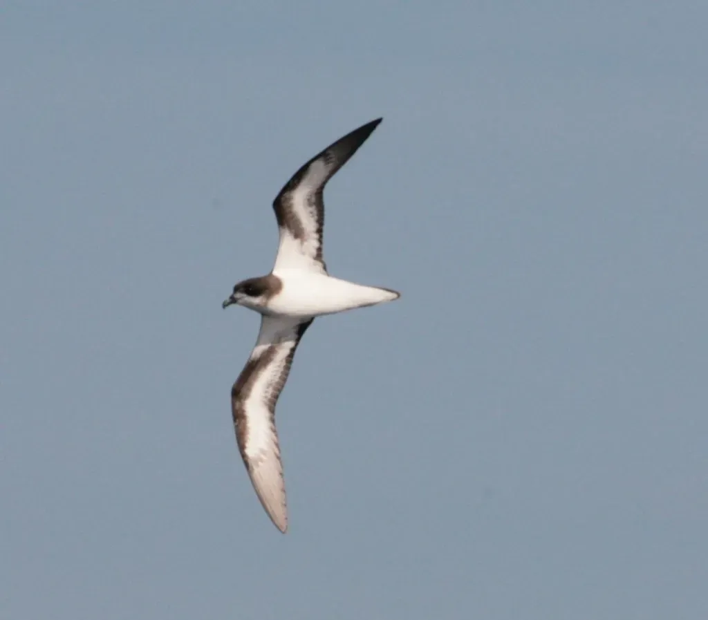 5. Bermuda Petrel (Cahow) – A Seabird Back From the Edge of Memory (n88n88, Flickr, CC BY 2.0)