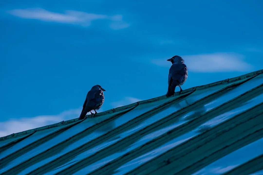 1. Your Roof Is a Perfect Morning Lookout Post (Image Credits: Unsplash)