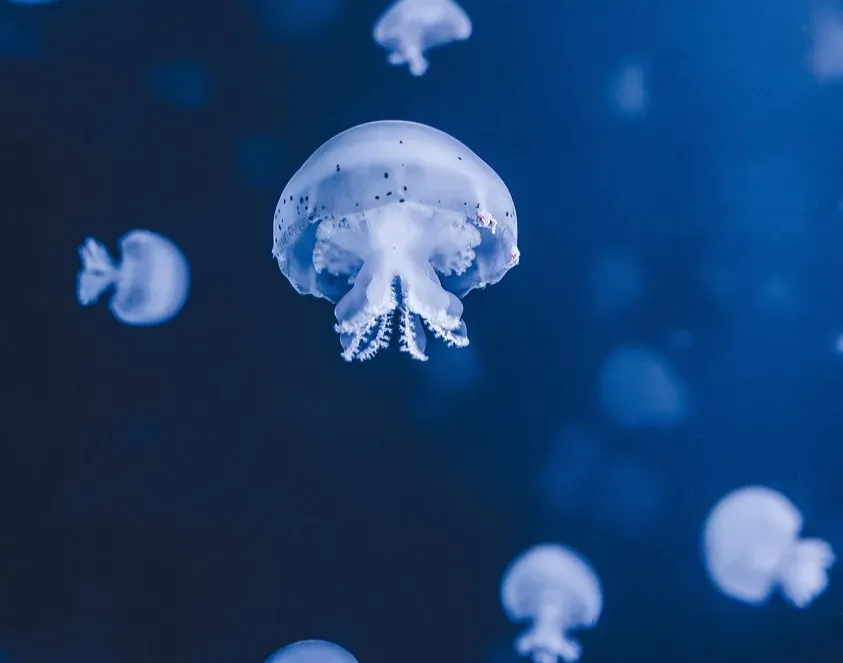 9. Creatures That Bend the Rules of Sex and Survival (Image Credits: Pixabay)