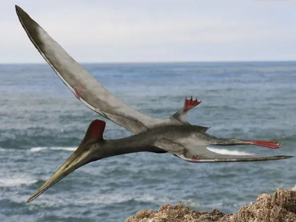 A Tail and Body Balance That Kept It Stable in the Air (By Nobu Tamura (http://spinops.blogspot.com), CC BY 3.0)