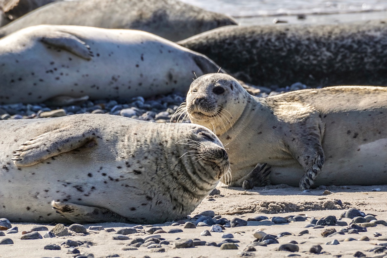 Seals Display Mixed Adaptation Success (Image Credits: Pixabay)