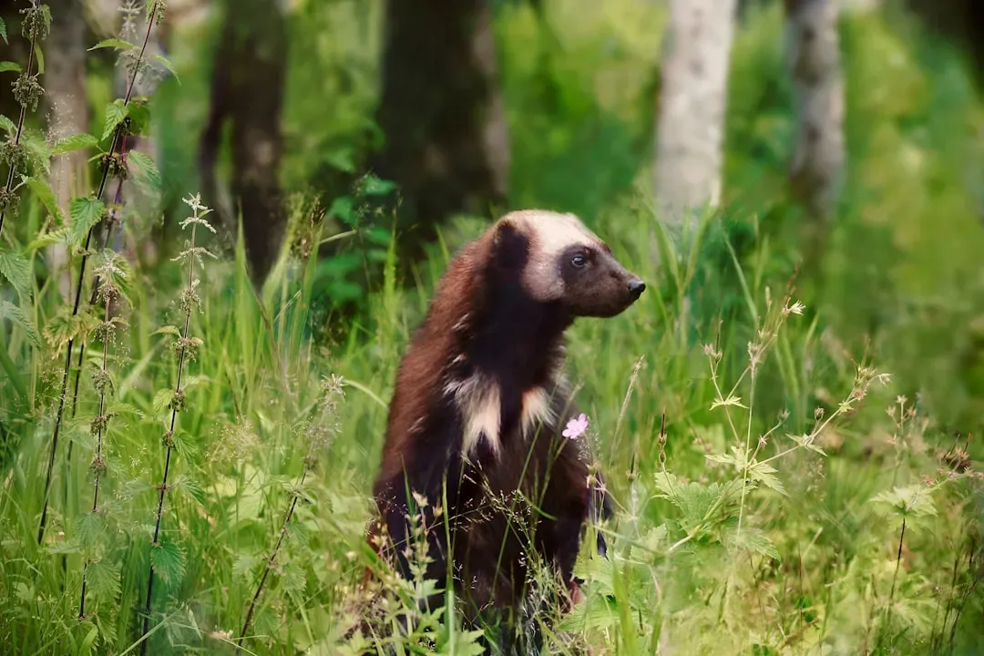 The Endangered Species Act: America's Frontline Legal Shield (Image Credits: Unsplash)