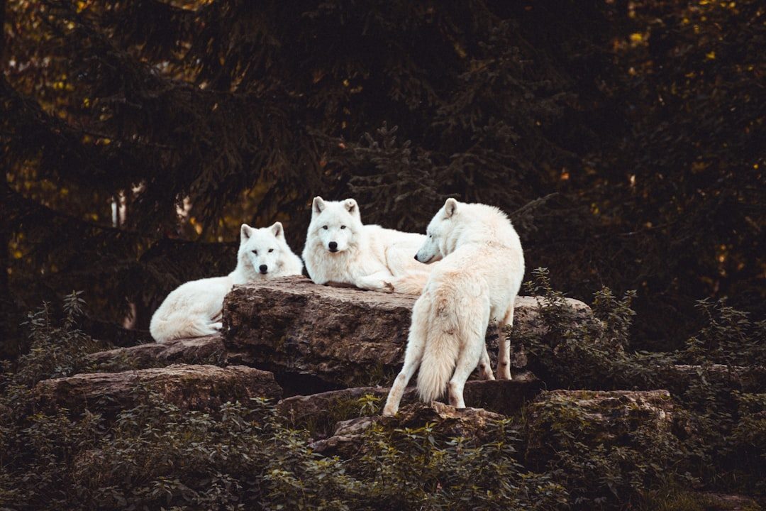 The Wolf: Loyalty, Leadership, and Pack Wisdom (Image Credits: Unsplash)