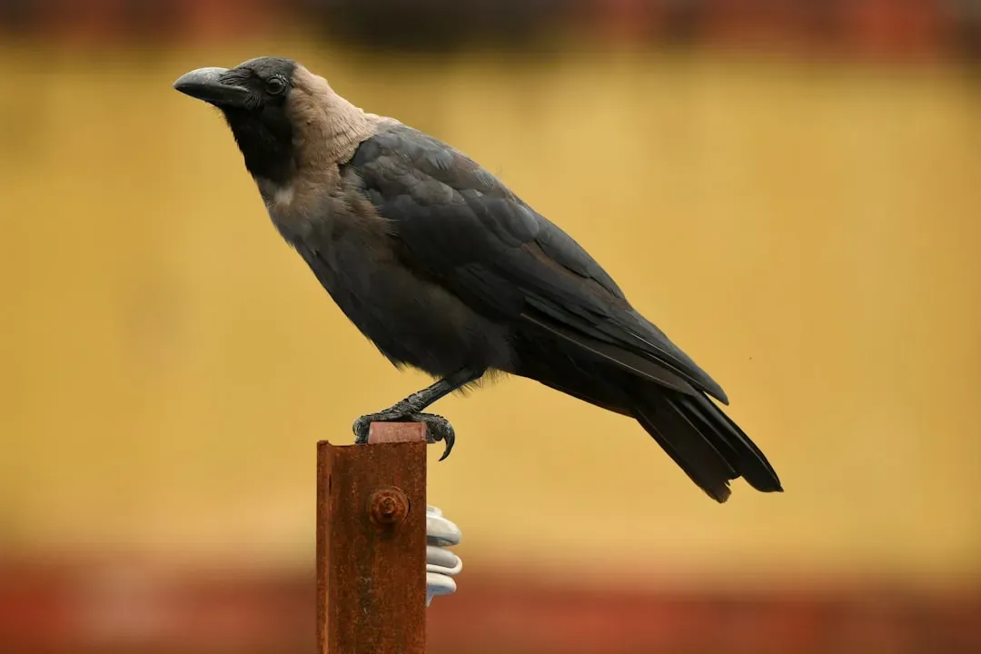 Crows: The Problem-Solvers That Outsmart Your DIY Brain (Image Credits: Unsplash)