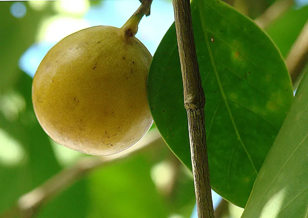 The Tree That Creates Toxic “Suicide Soda”: Manchineel (Image Credits: Flickr)