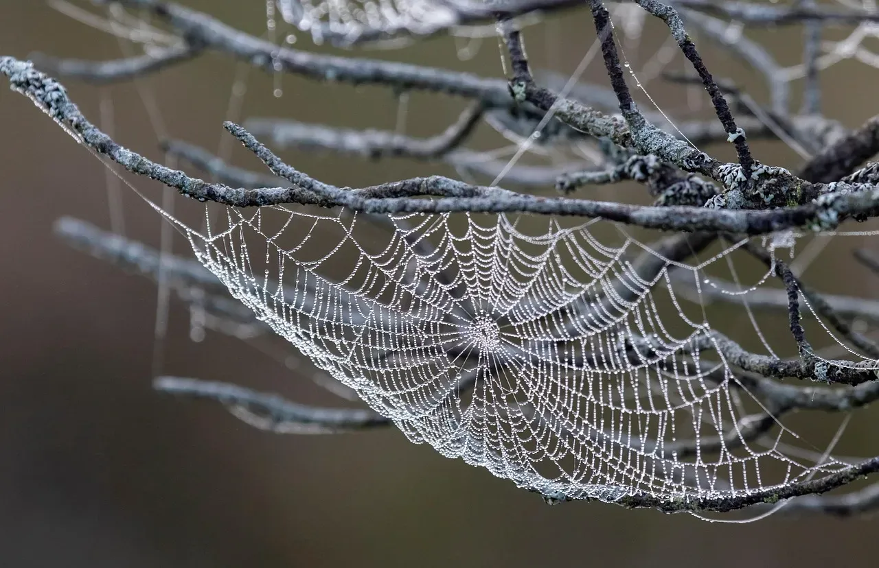 Inside the Silk: A Protein Architecture Built for Toughness (Image Credits: Pixabay)
