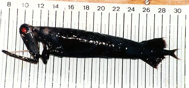 The Deep-Sea Dragonfish and Its Red Spotlight (Image Credits: Wikimedia)