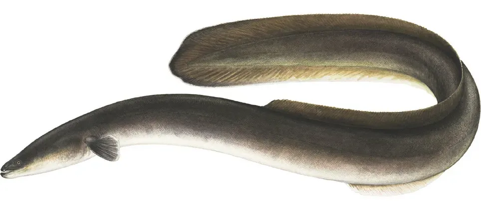 #10 - The American and European Eel's One Shared Nursery (By Ellen Edmonson and Hugh Chrisp, Public domain)