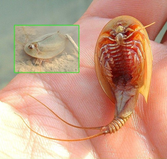 Tadpole Shrimp (Triops cancriformis) (Image Credits: Wikimedia)