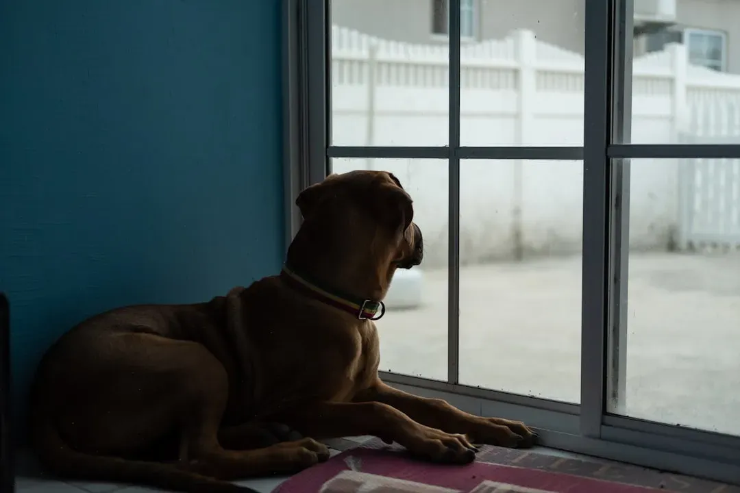 Your Dog Is Wondering One Big Thing: “Are You Coming Back?” (Image Credits: Unsplash)