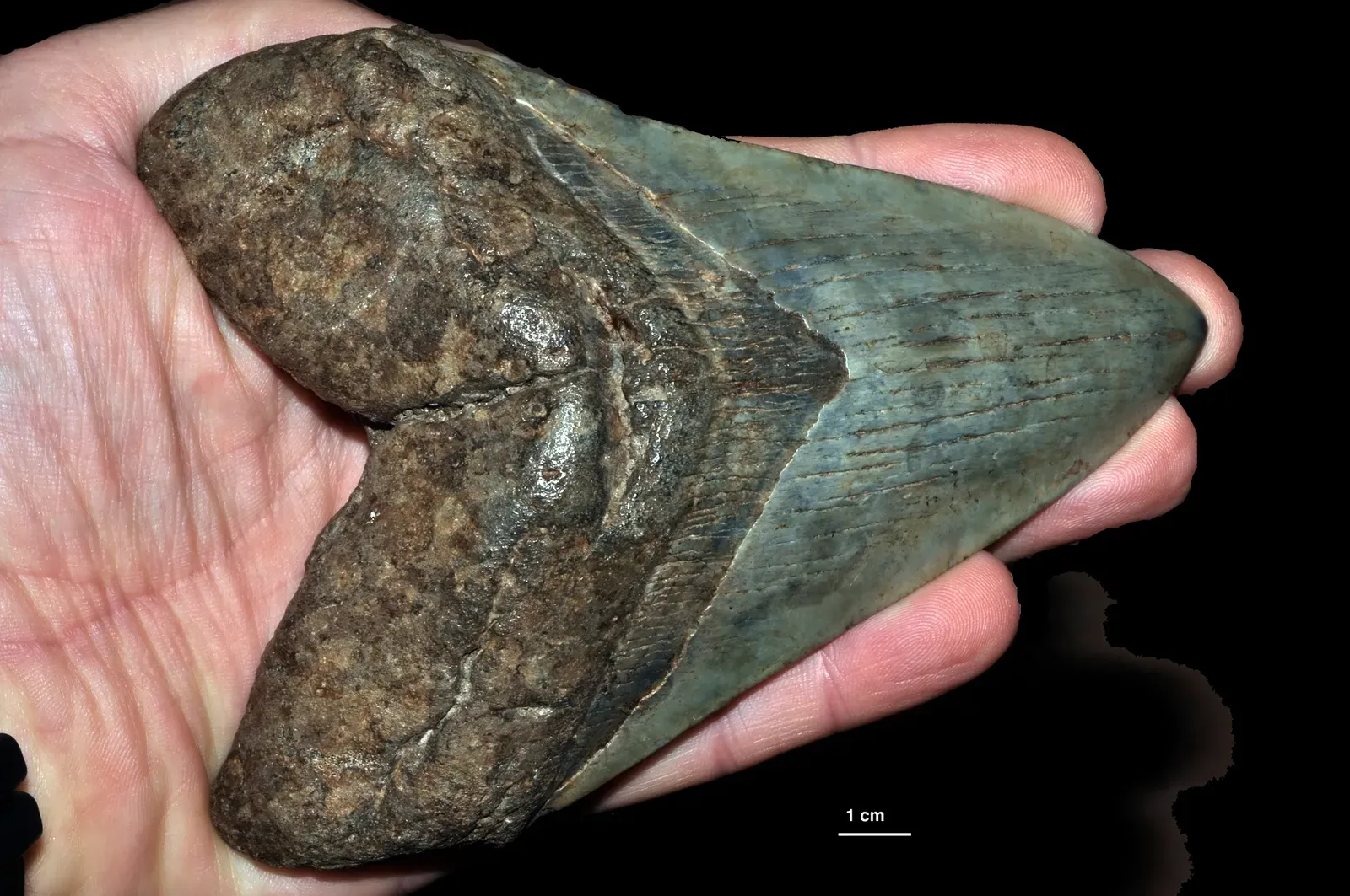 Its Disappearance May Have Reshaped the Whole Ocean (Image Credits: Wikimedia)