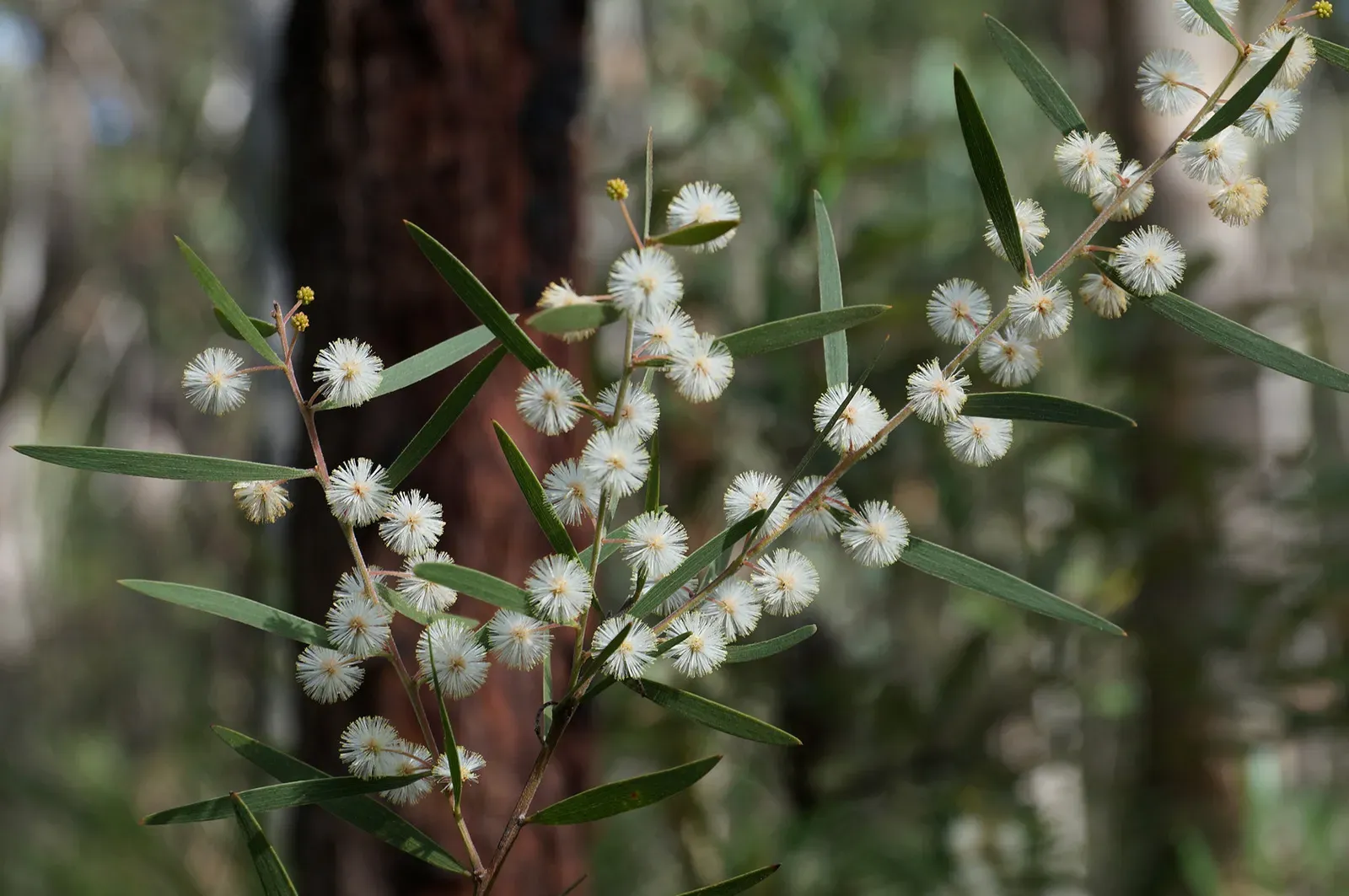 #2 The Australian Shrub Type Specimen (Acacia baeuerlenii - Winter flowering, CC BY-SA 2.0)