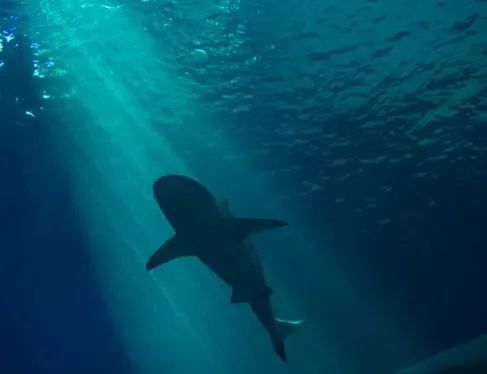 #2 - The Deep Antarctic Shark That Broke the "No Sharks Here" Rule (Image Credits: Pexels)