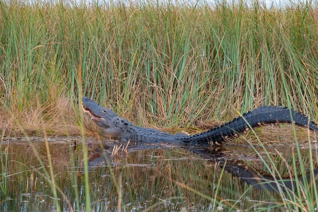 8. American Alligators as Keystone Wetland Architects (Image Credits: Unsplash)