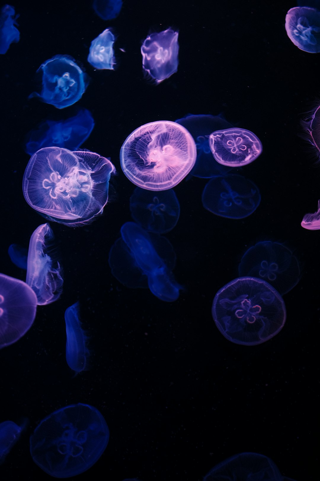 How You Can Help: Curiosity, Conservation, and Citizen Science (Image Credits: Unsplash)