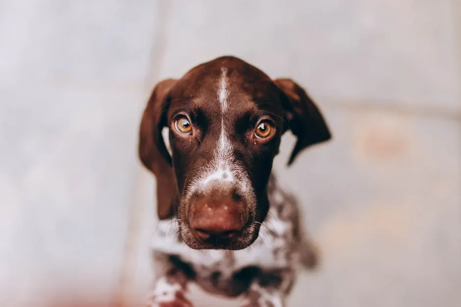 3. Staring at You While Pooping (Image Credits: Pexels)