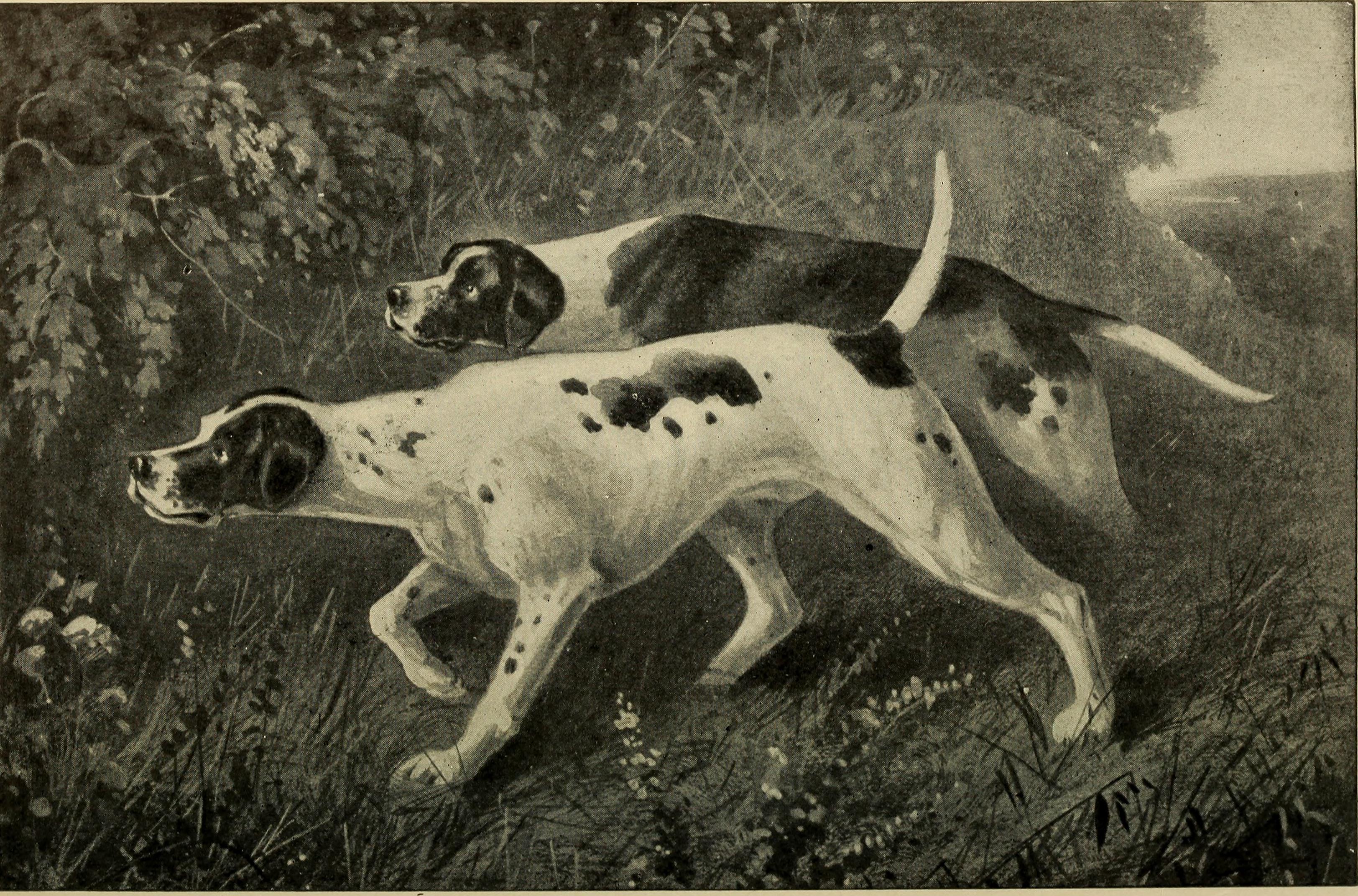 The First Tremor: Dogs, Goats, and Rodents Catch P-Waves We Miss (Image Credits: Wikimedia)