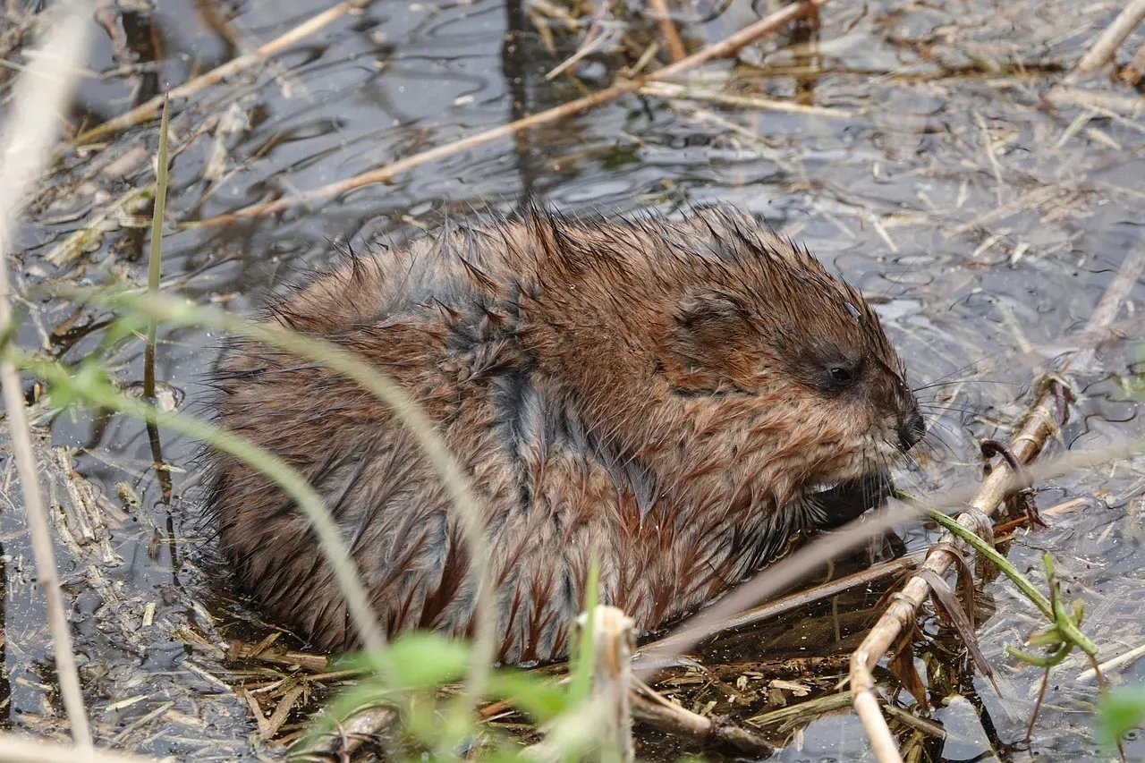 3. You’re Watching a Marsh Engineer at Work (Image Credits: Pixabay)