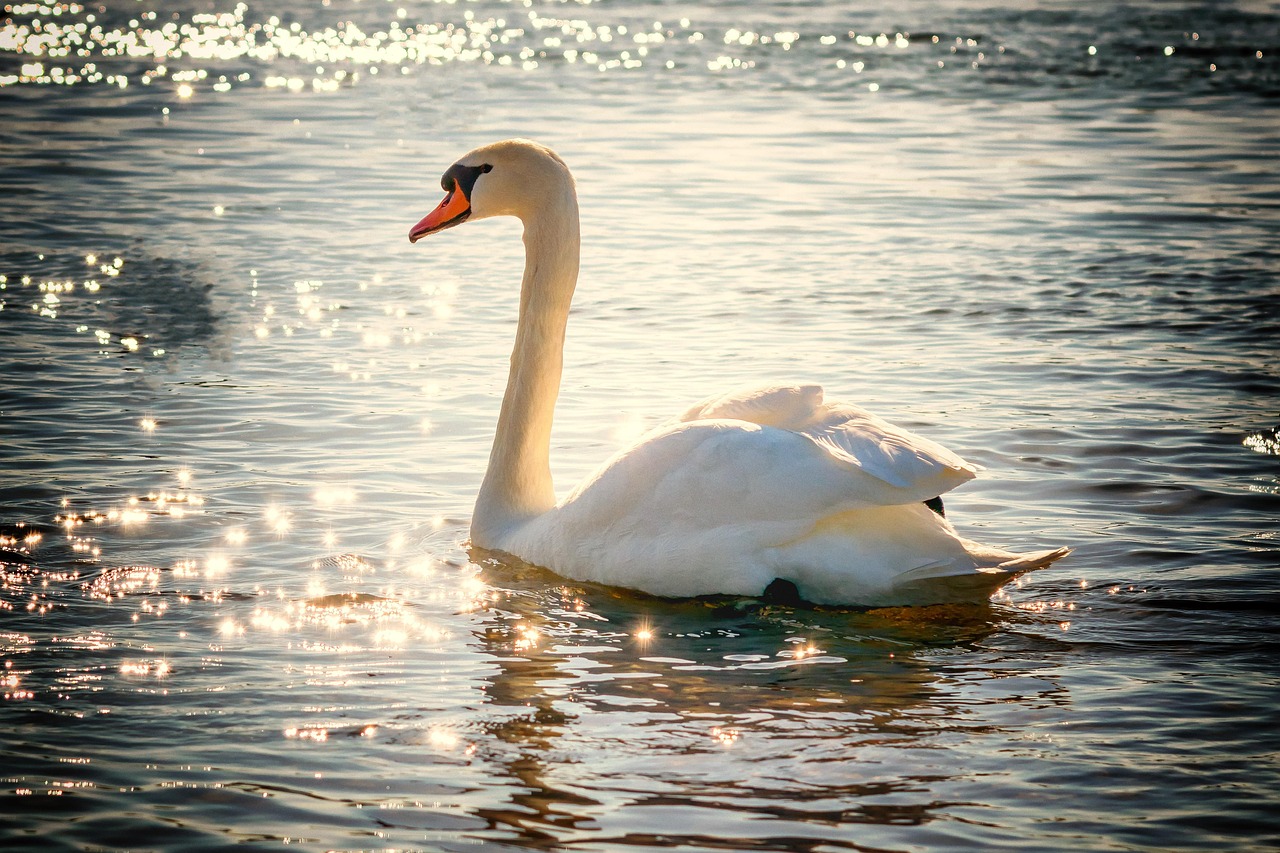 Libra and the Graceful Swan (Image Credits: Pixabay)