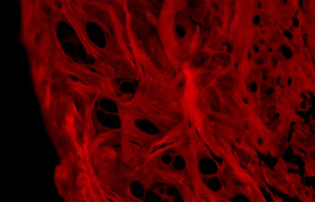 The Invisible Repair Factory: Cells That Never Stop Rebuilding You (Image Credits: Unsplash)