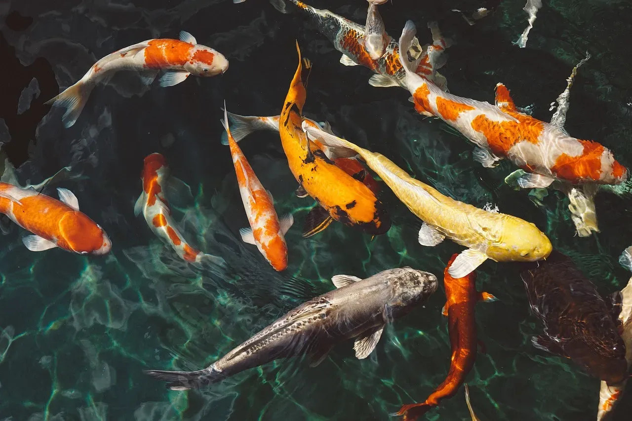 Fish and Sea Creatures See Colors That Disappear for You Underwater (Image Credits: Pixabay)
