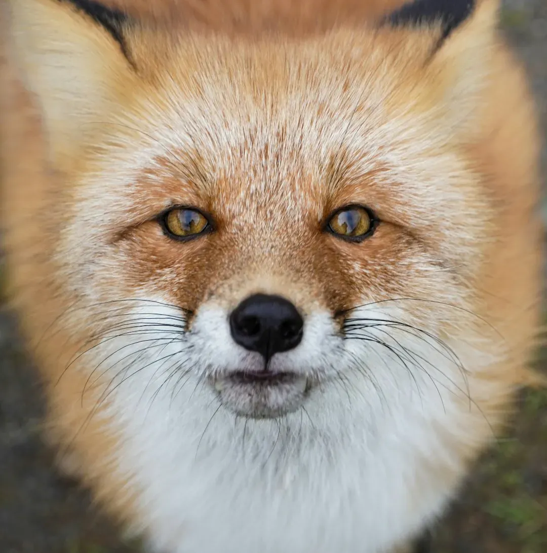 The Hidden Clues in a Square-Shaped Face (Image Credits: Unsplash)