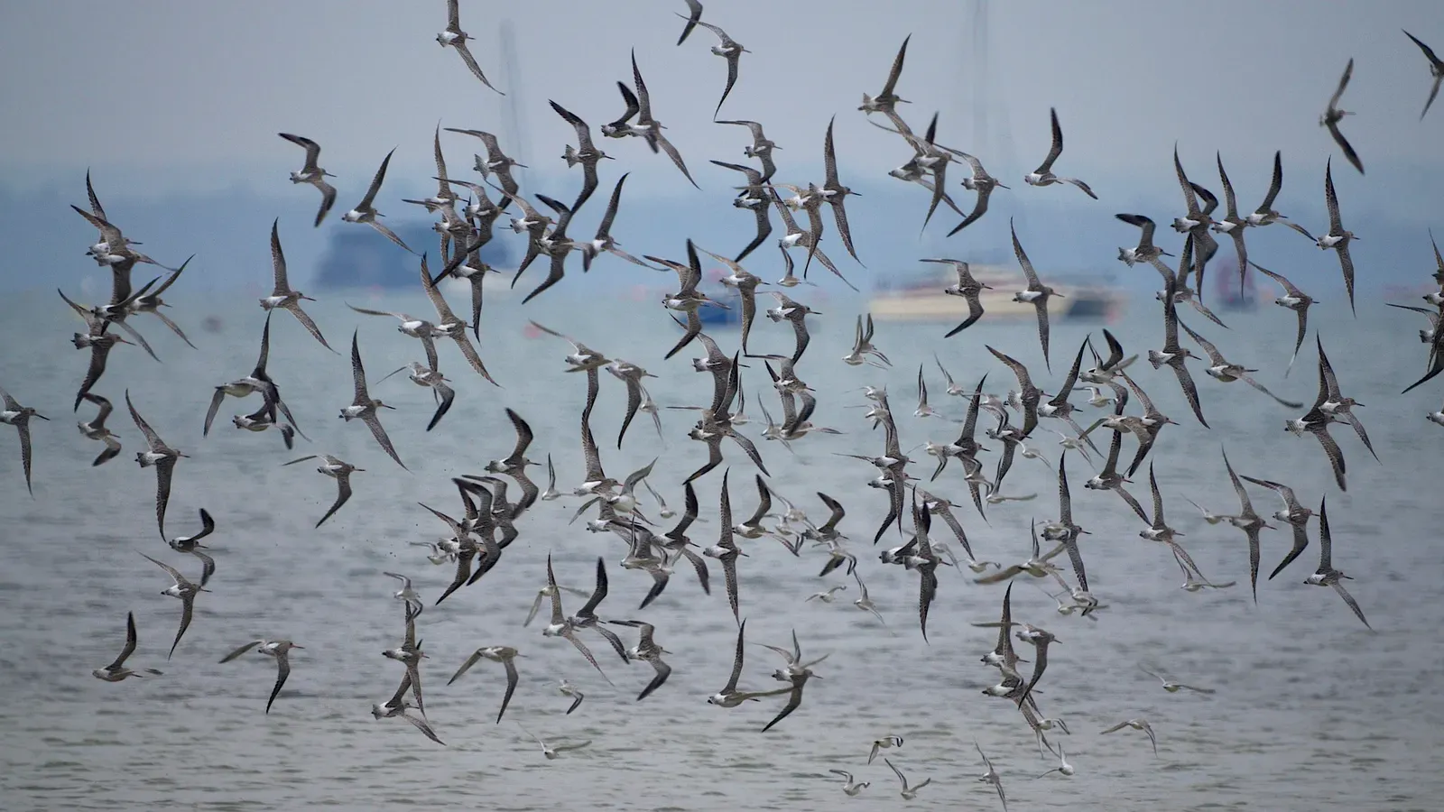 #2 - Bar-Tailed Godwit: The Longest Non-Stop Flight Ever Recorded (Bar-tailed GodwitsUploaded by tm, CC BY 2.0)