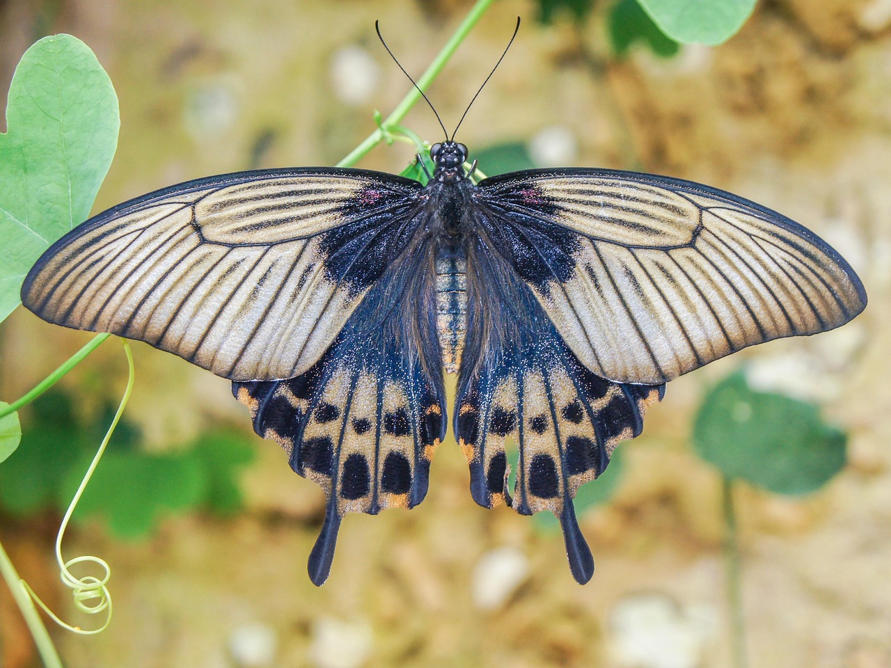 Gemini and the Butterfly: Masters of Transformation (Image Credits: Pixabay)