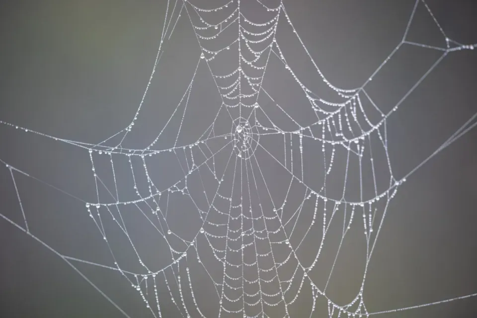 From Lab to Real World: Potential Applications of Artificial Silk (Image Credits: Stocksnap)