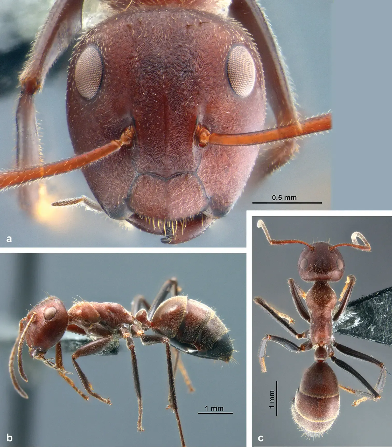 The Logic of Self-Destruction: Suicide-Like Ants and Exploding Defenders (Image Credits: Wikimedia)