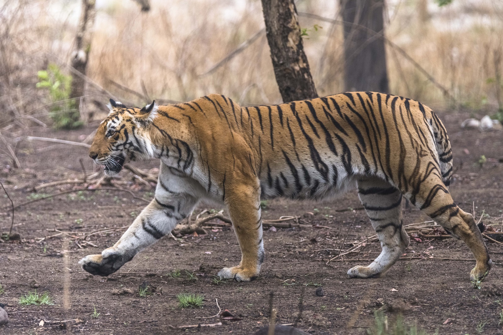 Sagittarius: The Adventurous Tiger (Image Credits: Wikimedia)