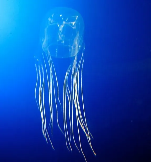Meet the Silent Killer: The Box Jellyfish (Image Credits: Flickr)