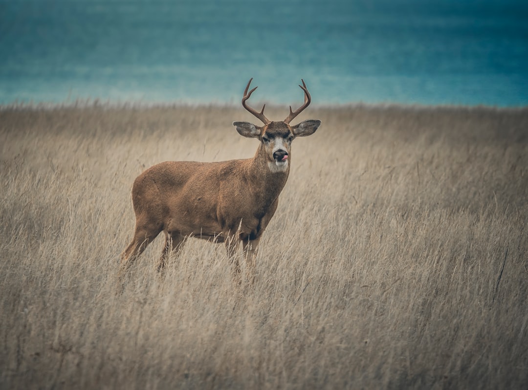 Oregon: Roosevelt Elk on the Coast (Image Credits: Unsplash)
