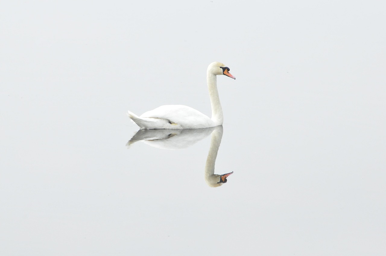 Libra and the Swan: Grace in Balance (Image Credits: Pixabay)