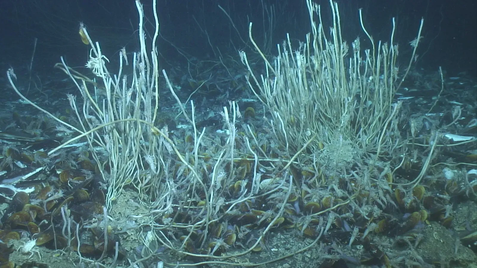 Life on a Knife-Edge: Constant Change and Vent “Boomtowns” (Buissons de vers siboglinidés entourés de modioles (Bathymodiolus azoricus), CC BY 4.0)