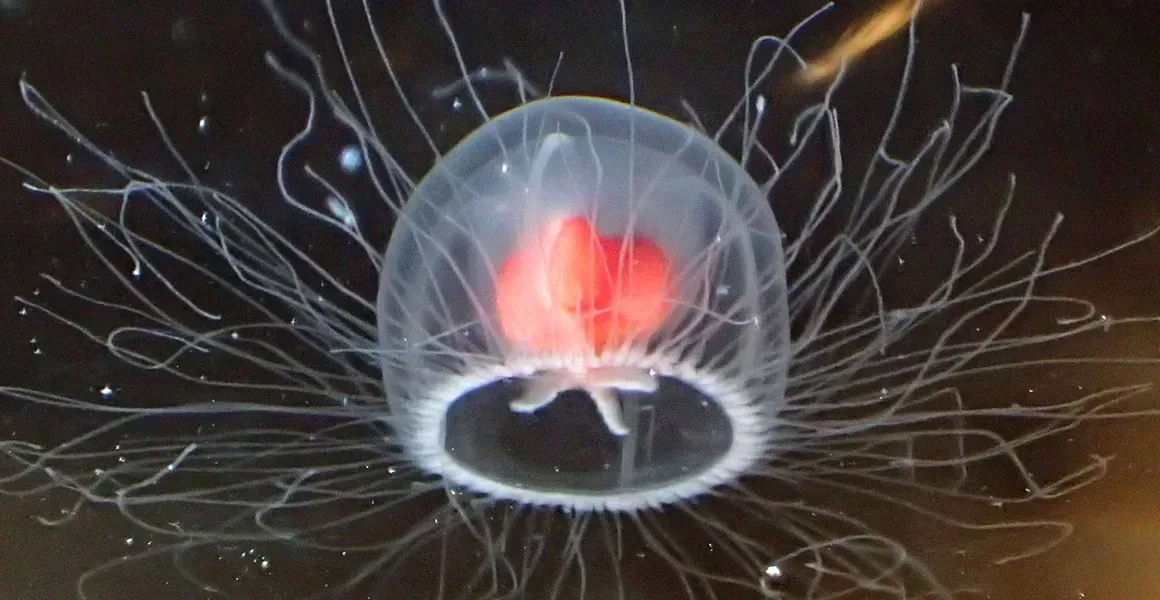 The Immortal Jellyfish That Rewinds Its Own Life (Image Credits: Wikimedia)