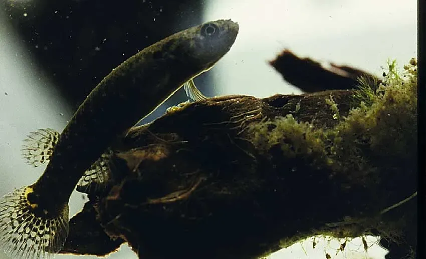 11. Mangrove Killifish: Breathing Air and Living in Tree Hollows (By D. Scott Taylor, Public domain)