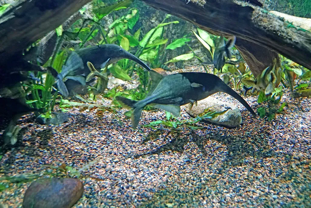 4. Weakly Electric Fish – Living Underwater Radar Systems (Image Credits: Flickr)