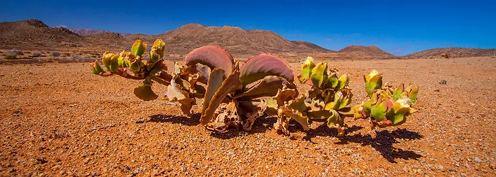 Desert Masters: How Plants Turn Heat and Thirst Into an Advantage (Image Credits: Wikimedia)