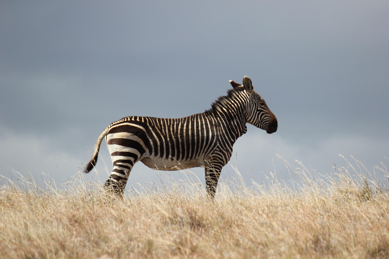 Aquarius Rising: The Independent Zebra (Image Credits: Pixabay)