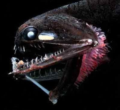 Dragonfish (Image Credits: Wikimedia)