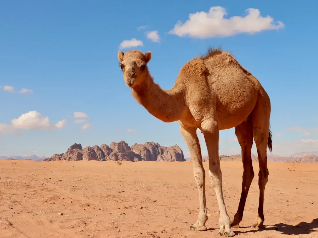 2. Camels: Masters of Heat, Thirst, and Desert Life (Image Credits: Unsplash)