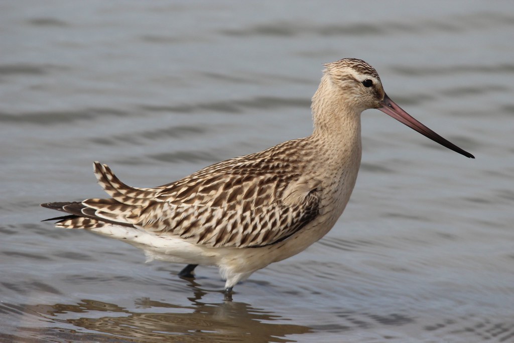 Grays Harbor National Wildlife Refuge, Washington (Image Credits: Flickr)