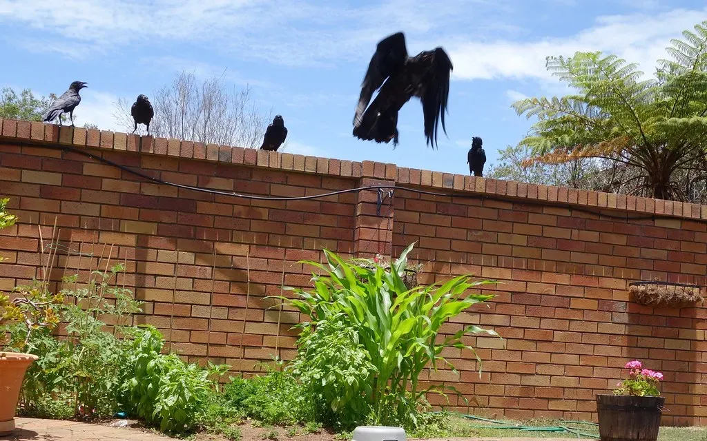 #8 - Their "Funerals" Are Actually Death Investigations (Dr Stephen Dann, Flickr, CC BY-SA 2.0)